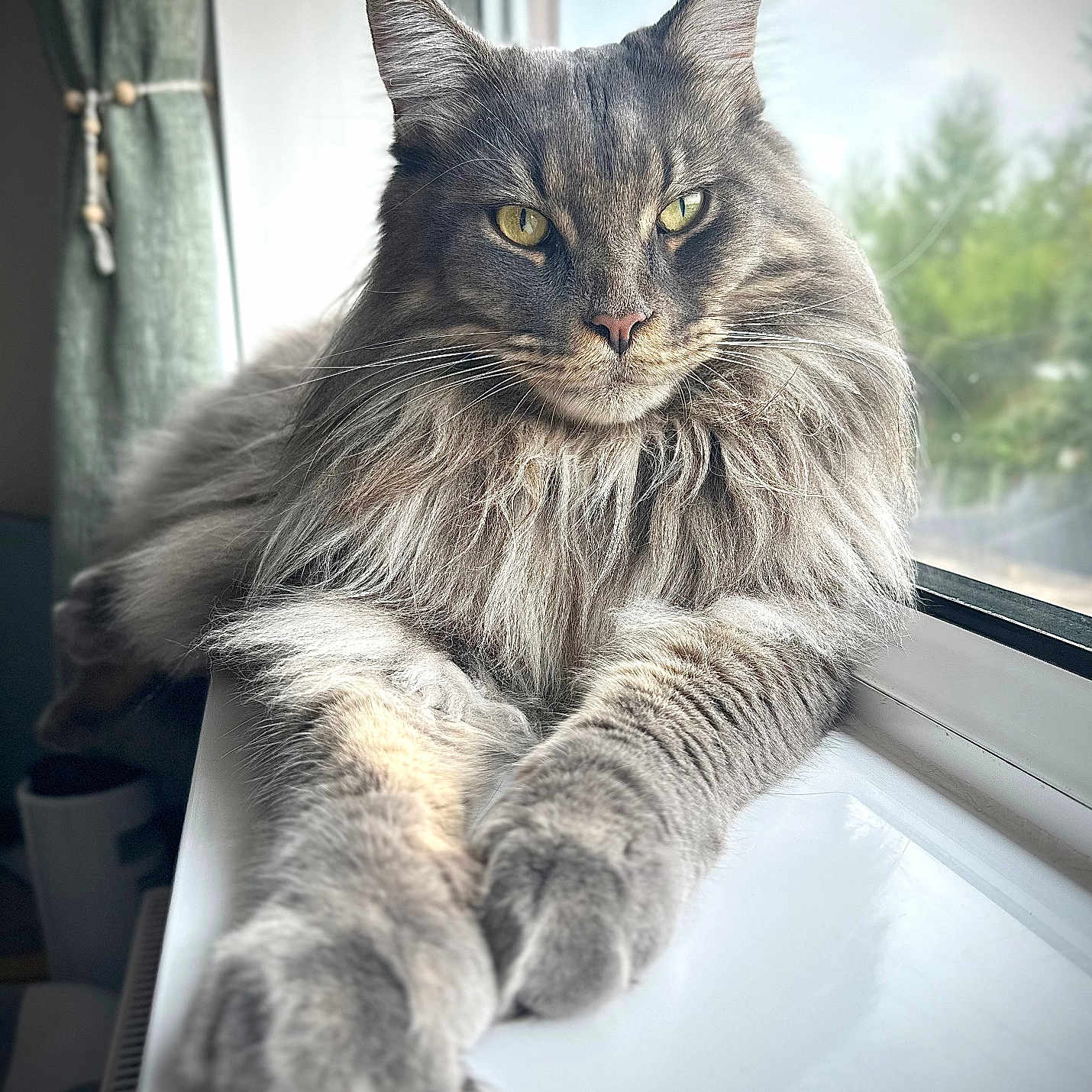 Peaky is registered to the contest to win money with this photo: animal, blurred_background, cat, close_up, curtains, domestic_cat, feline, fluffy, gray, indoor, long_hair, natural_light, paws, pet, portrait, relaxed, resting, window, windowsill, yellow_eyes