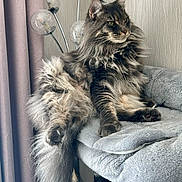 Peaky joined the competition — help win amazing prizes! animal, cat, cat_tree, cozy, curtains, domestic_cat, fluffy, furniture, gray_cat, indoor, lamp, long_hair, paws, pet, portrait, relaxed, resting, side_view, tail, whiskers