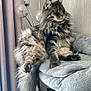 animal, cat, cat_tree, cozy, curtains, domestic_cat, fluffy, furniture, gray_cat, indoor, lamp, long_hair, paws, pet, portrait, relaxed, resting, side_view, tail, whiskers
