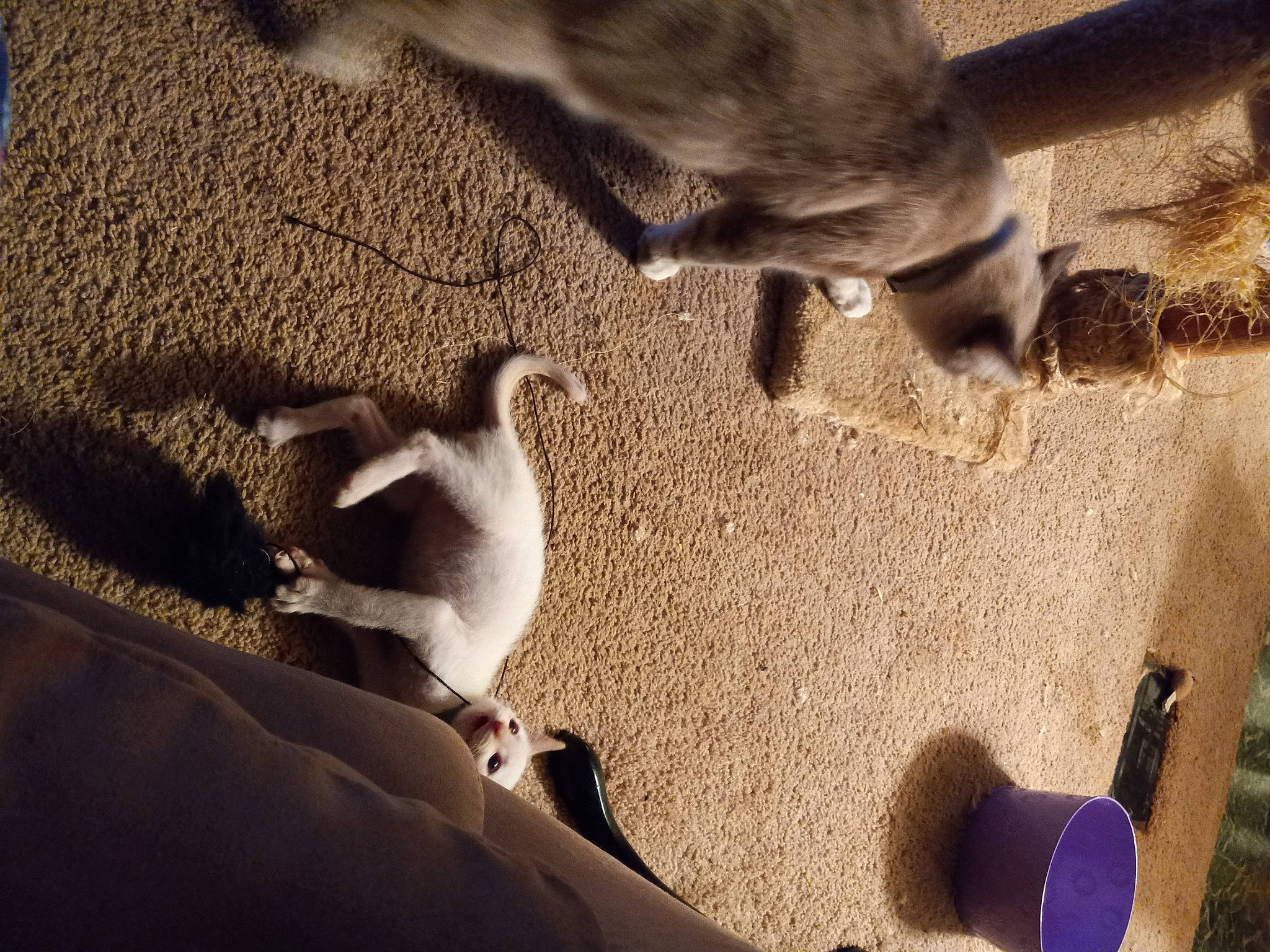 Delilah joined the competition — help win amazing prizes! carnivore, companion_dog, dog_breed, fawn, foot, human_leg, landscape, light, paw, plastic, recreation, sand, seabird, shadow, soil, tail, toy, vertebrate, white, wood