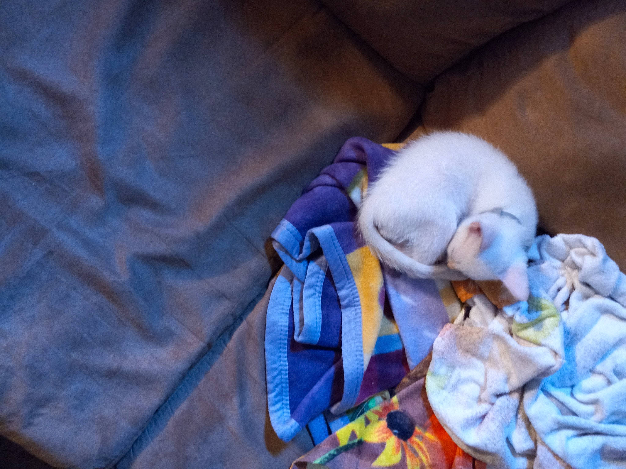 Delilah is registered to the contest to win money with this photo: baby, baby_products, baby_sleeping, baby_toddler_clothing, baby_toys, bedtime, blanket, comfort, electric_blue, fur, linens, nap, pattern, plush, purple, sleep, stuffed_toy, tail, toy, wool