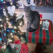Riley joined the competition — help win amazing prizes! cat, christmas_tree, holiday_decorations, lights, stool, carpet, window, painting, ornaments, tree_skirt, indoor, festive, cozy, gray_cat, furniture, animal, decoration, winter, seasonal, home