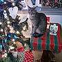 cat, christmas_tree, holiday_decorations, lights, stool, carpet, window, painting, ornaments, tree_skirt, indoor, festive, cozy, gray_cat, furniture, animal, decoration, winter, seasonal, home