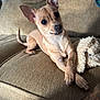 Honey is registered to the contest to win money with this photo: dog, small_dog, tan_dog, couch, indoor, pet, animal, toy, plush_toy, relaxed, crossed_paws, ears_up, looking_at_camera, close_up, furniture, cozy, domestic, cute, companion, friendly