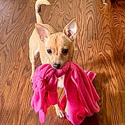 Honey is registered to the contest to win money with this photo: dog, small_dog, tan_dog, wooden_floor, blanket, pink_blanket, pet, animal, indoor, curious, ears, mouth, toy, playful, cute, flooring, standing, looking_up, fur, companion