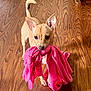dog, small_dog, tan_dog, wooden_floor, blanket, pink_blanket, pet, animal, indoor, curious, ears, mouth, toy, playful, cute, flooring, standing, looking_up, fur, companion