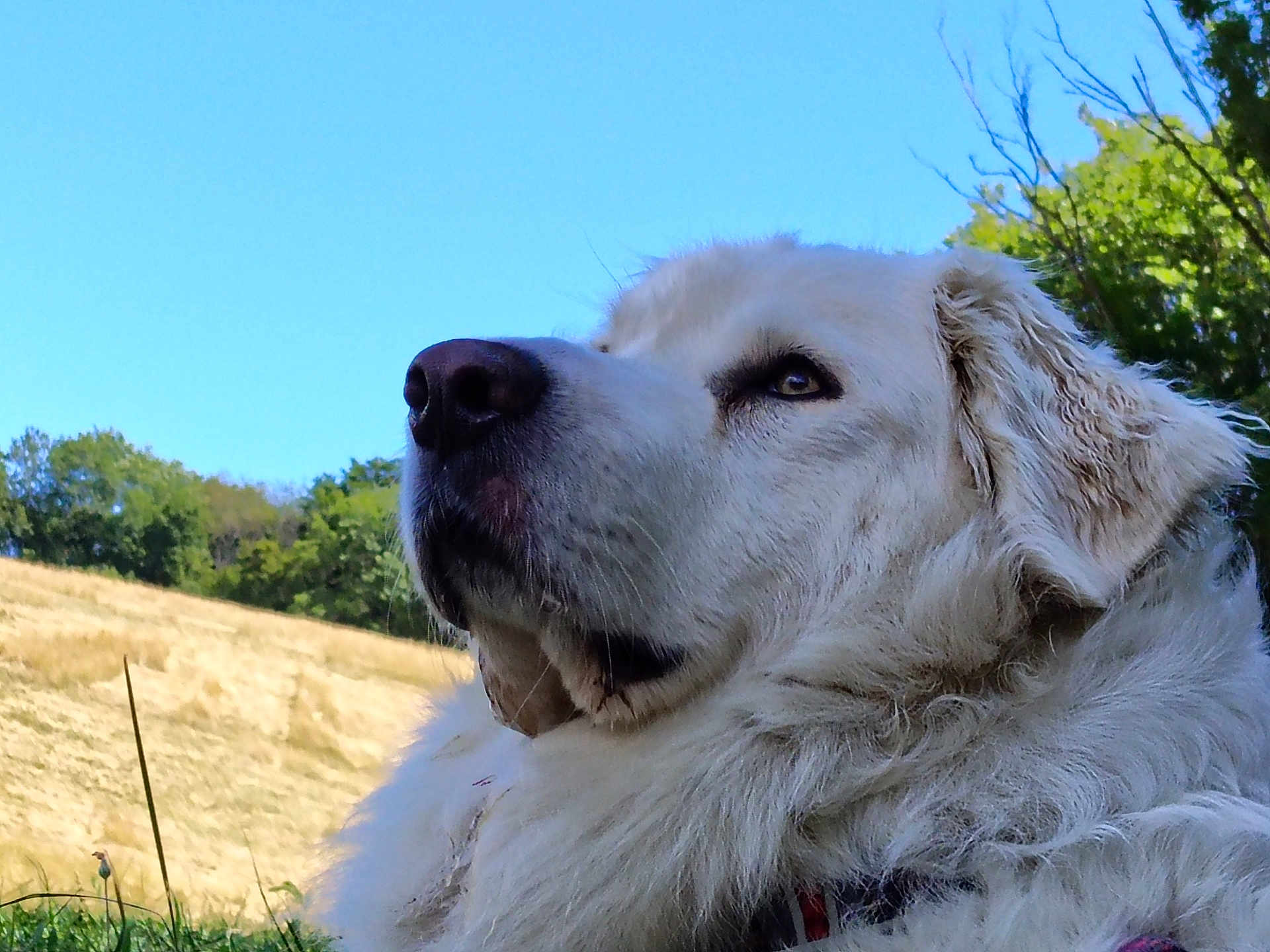 Rosette a rejoint le concours — aidez-le/la à gagner de superbes lots ! dog, white_dog, fluffy, outdoor, nature, grass, sky, trees, animal, pet, canine, portrait, close_up, daylight, field, calm, majestic, fur, snout, ears