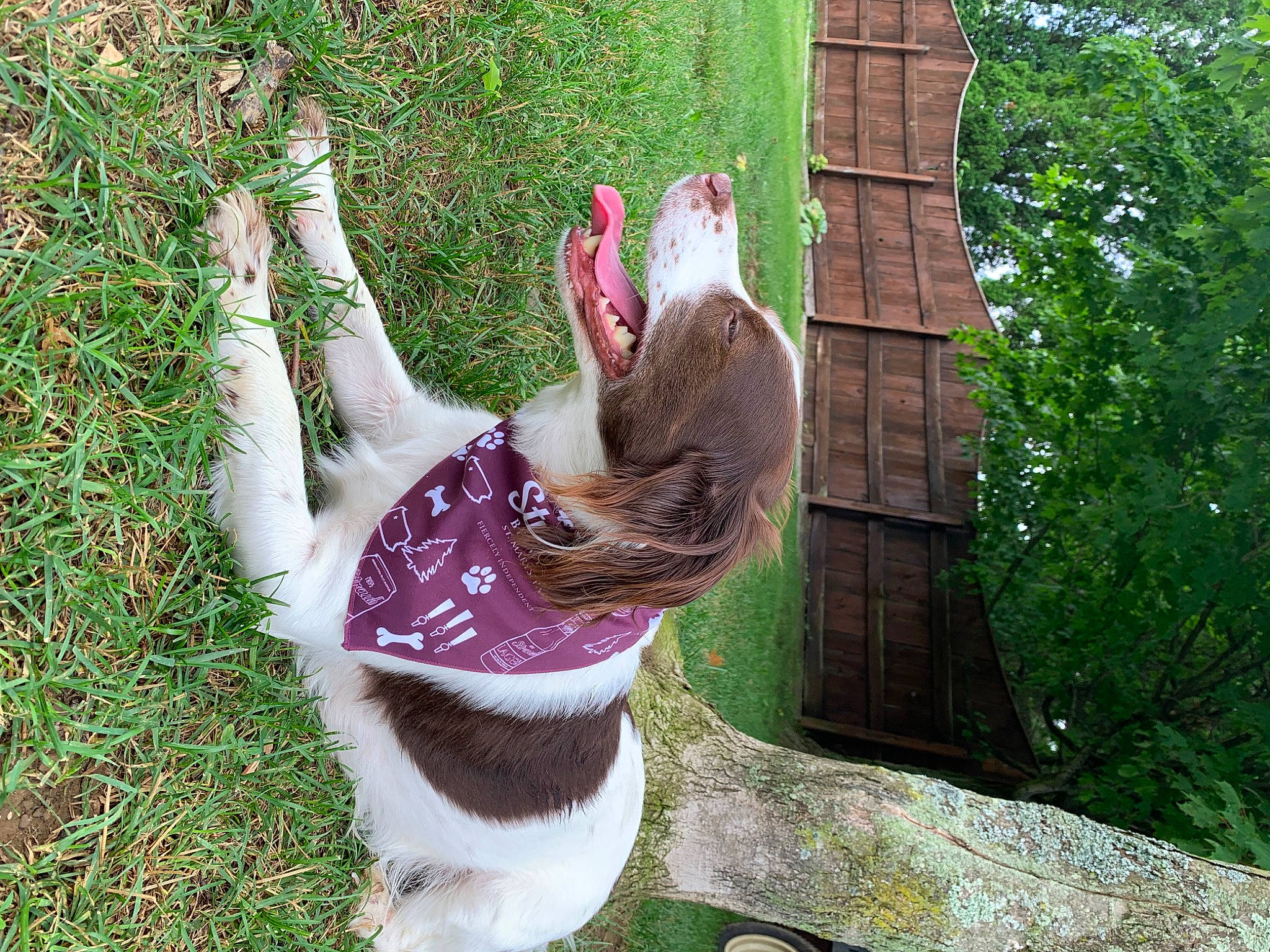 Oakley is registered to the contest to win money with this photo: canidae, carnivore, companion_dog, dog_breed, fawn, felidae, foot, fur, grass, human_leg, leisure, magenta, plant, small_to_medium_sized_cats, sporting_group, tail, terrestrial_animal, tree, trunk, wood