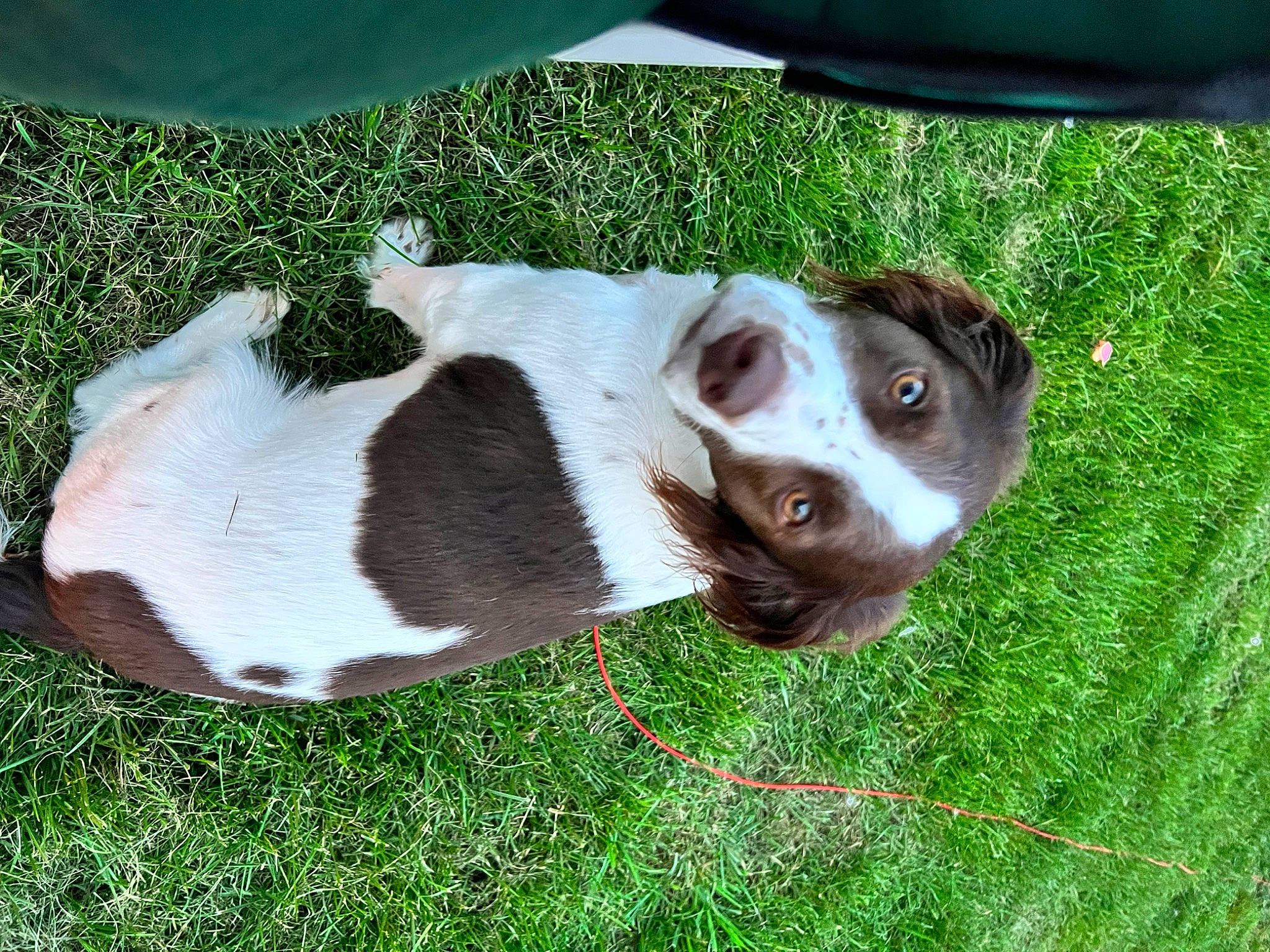 Oakley is registered to the contest to win money with this photo: canidae, carnivore, collar, companion_dog, dog, dog_breed, fawn, grass, hunting_dog, liver, non_sporting_group, puppy, sporting_group, terrestrial_animal, whiskers, working_animal, working_dog