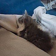 Simba participe au concours pour gagner de l'argent avec cette photo : kitten, cat, furry, sleeping, blanket, beige, blue_cushion, indoor, cozy, pet, fur, resting, small, cute, animal, comfort, feline, soft, relaxation, home