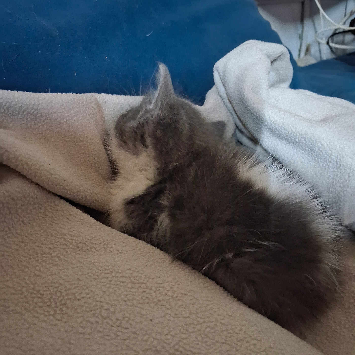 Simba participe au concours pour gagner de l'argent avec cette photo : kitten, cat, furry, sleeping, blanket, beige, blue_cushion, indoor, cozy, pet, fur, resting, small, cute, animal, comfort, feline, soft, relaxation, home