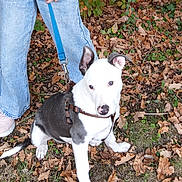 Rocky participe au concours pour gagner de l'argent avec cette photo : dog, puppy, leash, harness, person, jeans, sneakers, grass, leaves, autumn, outdoor, pet, animal, nature, ground, curious, sitting, brown, green, white
