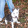dog, puppy, leash, harness, person, jeans, sneakers, grass, leaves, autumn, outdoor, pet, animal, nature, ground, curious, sitting, brown, green, white
