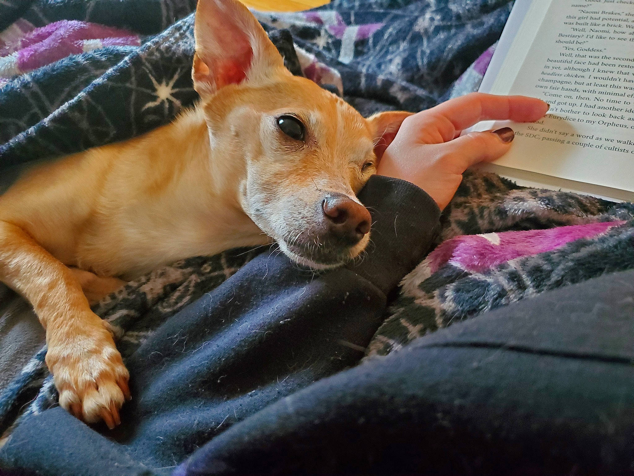 Leonard joined the competition — help win amazing prizes! basenji, canidae, carnivore, comfort, companion_dog, dog, dog_bed, dog_breed, dog_sports, dog_supply, fawn, fur, non_sporting_group, puppy, snout, sporting_group, terrestrial_animal, toy_dog, whiskers, working_animal