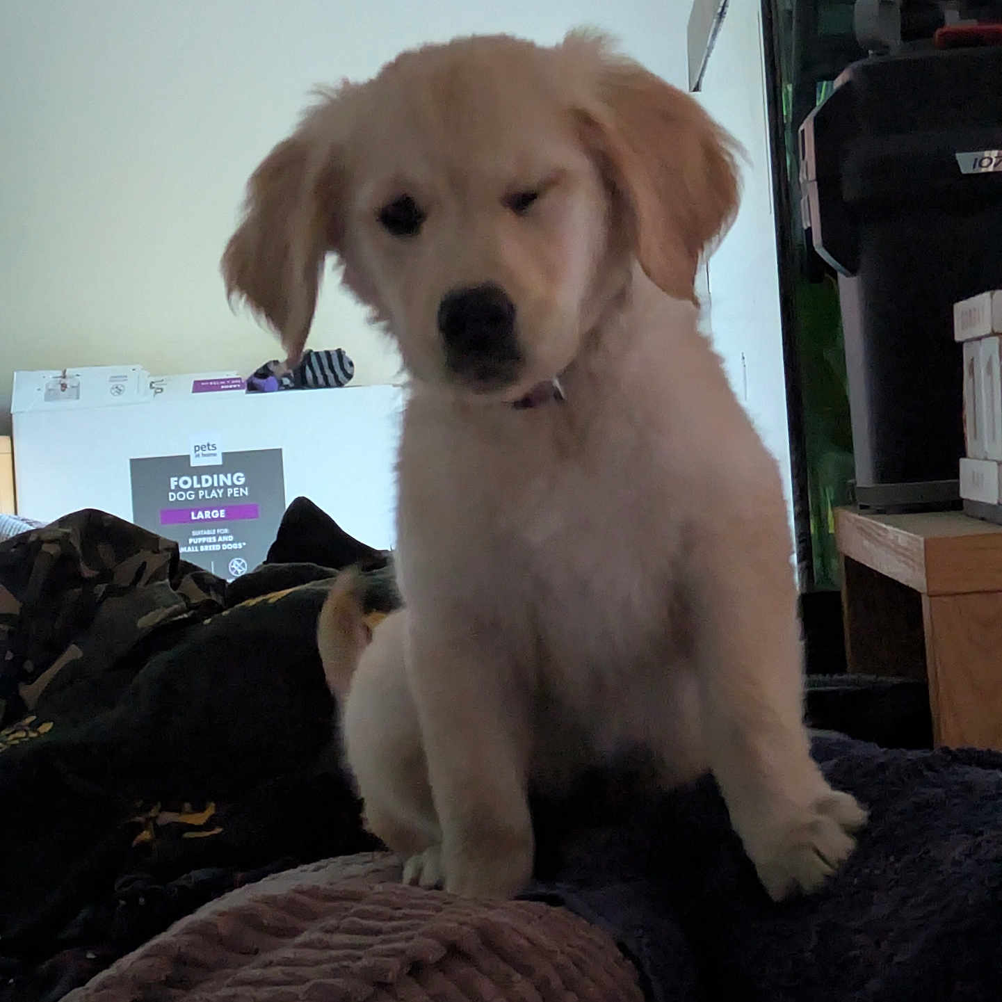 Mia joined the competition — help win amazing prizes! animal, blanket, cozy, cute, dog, domestic, fur, furniture, golden_retriever, home, indoor, paw, pet, play_pen_box, puppy, sitting, soft, texture, winking, young