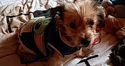 Wendy a rejoint le concours — aidez-le/la à gagner de superbes lots ! dog, pet, bed, blanket, plush_toy, stuffed_animal, clothing, sweater, indoor, cozy, cute, animal, fur, small_dog, resting, looking, room, floor, furniture, casual