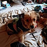 dog, pet, bed, blanket, plush_toy, stuffed_animal, clothing, sweater, indoor, cozy, cute, animal, fur, small_dog, resting, looking, room, floor, furniture, casual