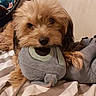 Wendy a rejoint le concours — aidez-le/la à gagner de superbes lots ! dog, plush_toy, bed, blanket, indoor, cozy, pet, fur, cute, brown, toy, striped, animal, relaxing, lying_down, home, soft, stuffed_animal, comfort, closeup