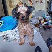 Wendy participe au concours pour gagner de l'argent avec cette photo : dog, bed, blanket, stuffed_toy, room, poster, wall, floor, clothing, socks, furniture, door, shelf, toy, indoor, pet, messy, portrait, animal, home