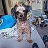 dog, bed, blanket, stuffed_toy, room, poster, wall, floor, clothing, socks, furniture, door, shelf, toy, indoor, pet, messy, portrait, animal, home