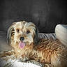 dog, tongue_out, fluffy, scruffy, pet, cute, animal, lying_down, indoor, cushion, brown_fur, friendly, portrait, mammal, companion, domestic_animal, fur, relaxed, canine, adorable