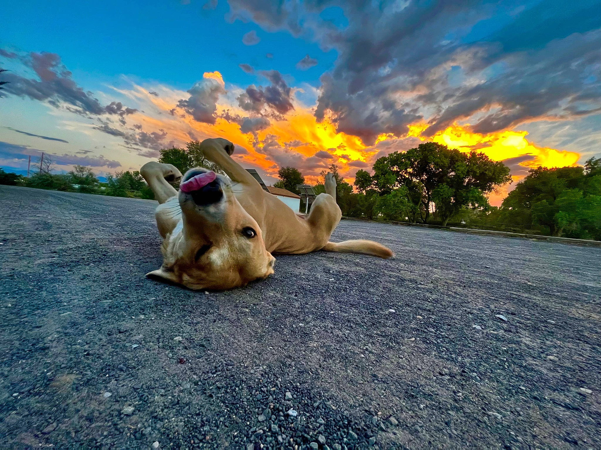 David joined the competition — help win amazing prizes! asphalt, cloud, companion_dog, cumulus, fawn, grass, happy, horizon, human_leg, landscape, leisure, natural_landscape, plant, road, road_surface, sand, sky, stuffed_toy, toy, tree