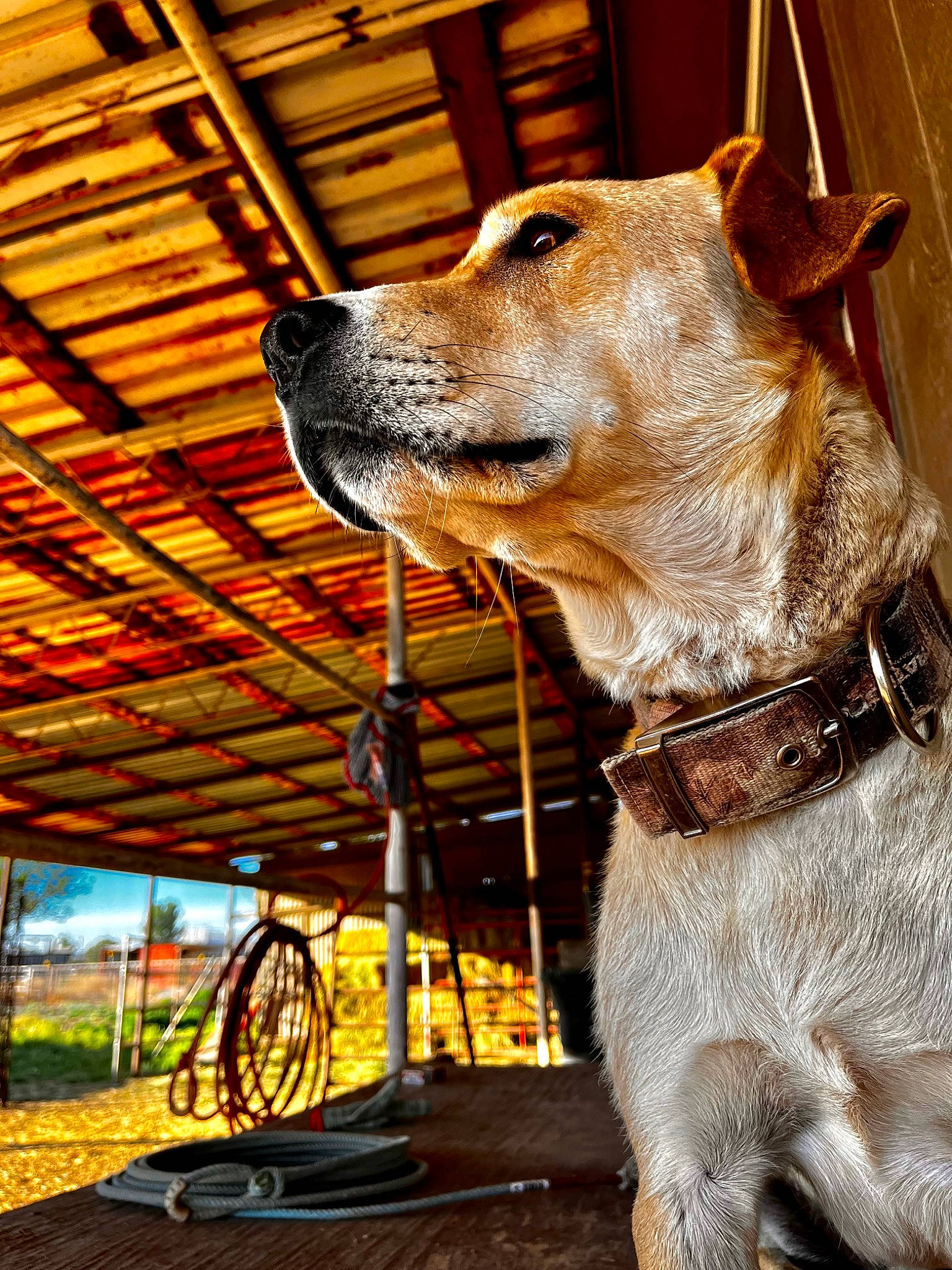 David is registered to the contest to win money with this photo: carnivore, collar, companion_dog, dog, dog_breed, dog_collar, dog_supply, fawn, leash, liver, pet_supply, plant, shade, snout, sporting_group, tints_and_shades, whiskers, window, wood, working_animal