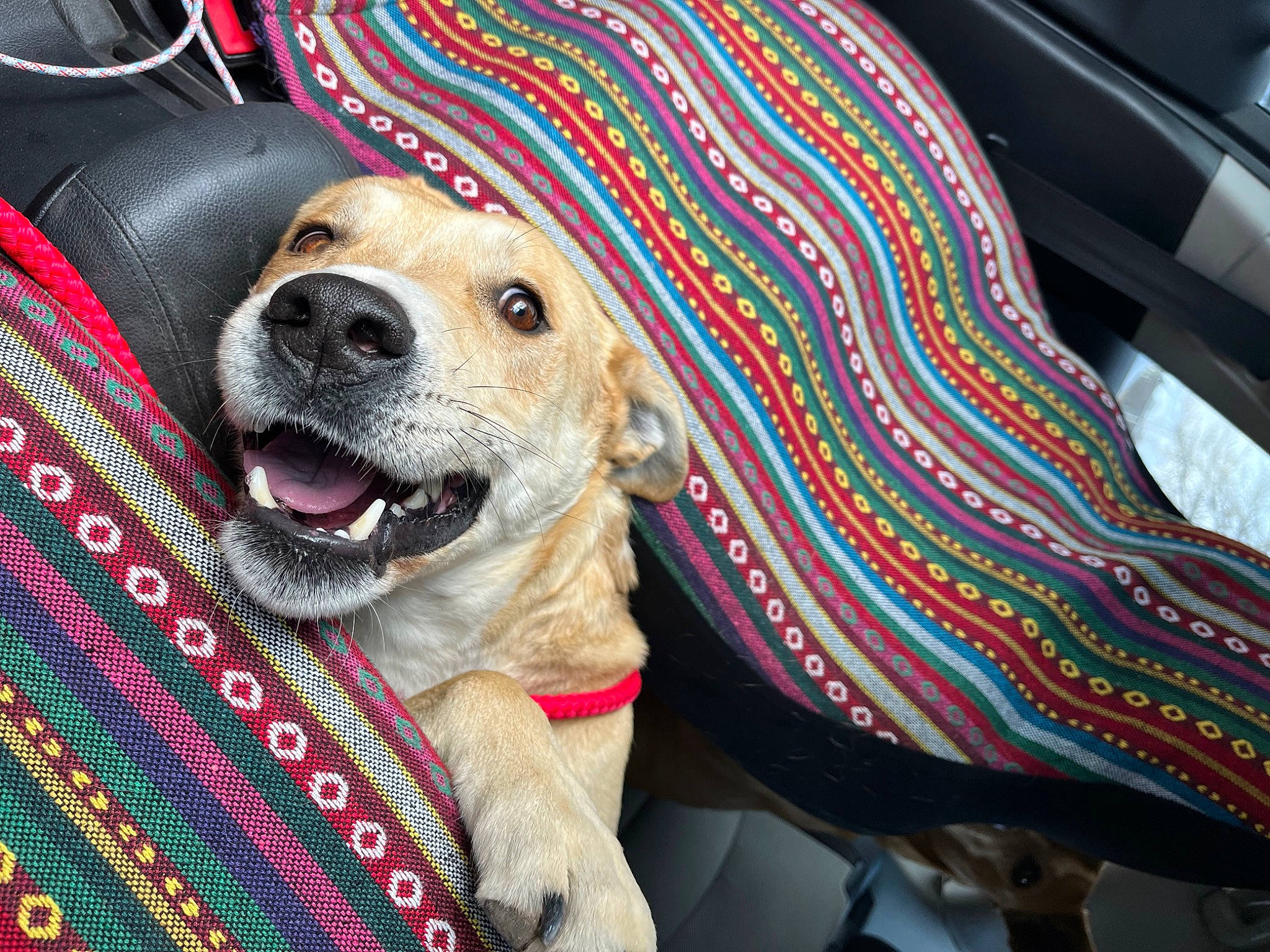 David joined the competition — help win amazing prizes! car_seat, carnivore, collar, comfort, companion_dog, couch, dog, dog_breed, dog_collar, dog_supply, fawn, fur, leash, paw, pet_supply, retriever, snout, sporting_group, whiskers, working_animal