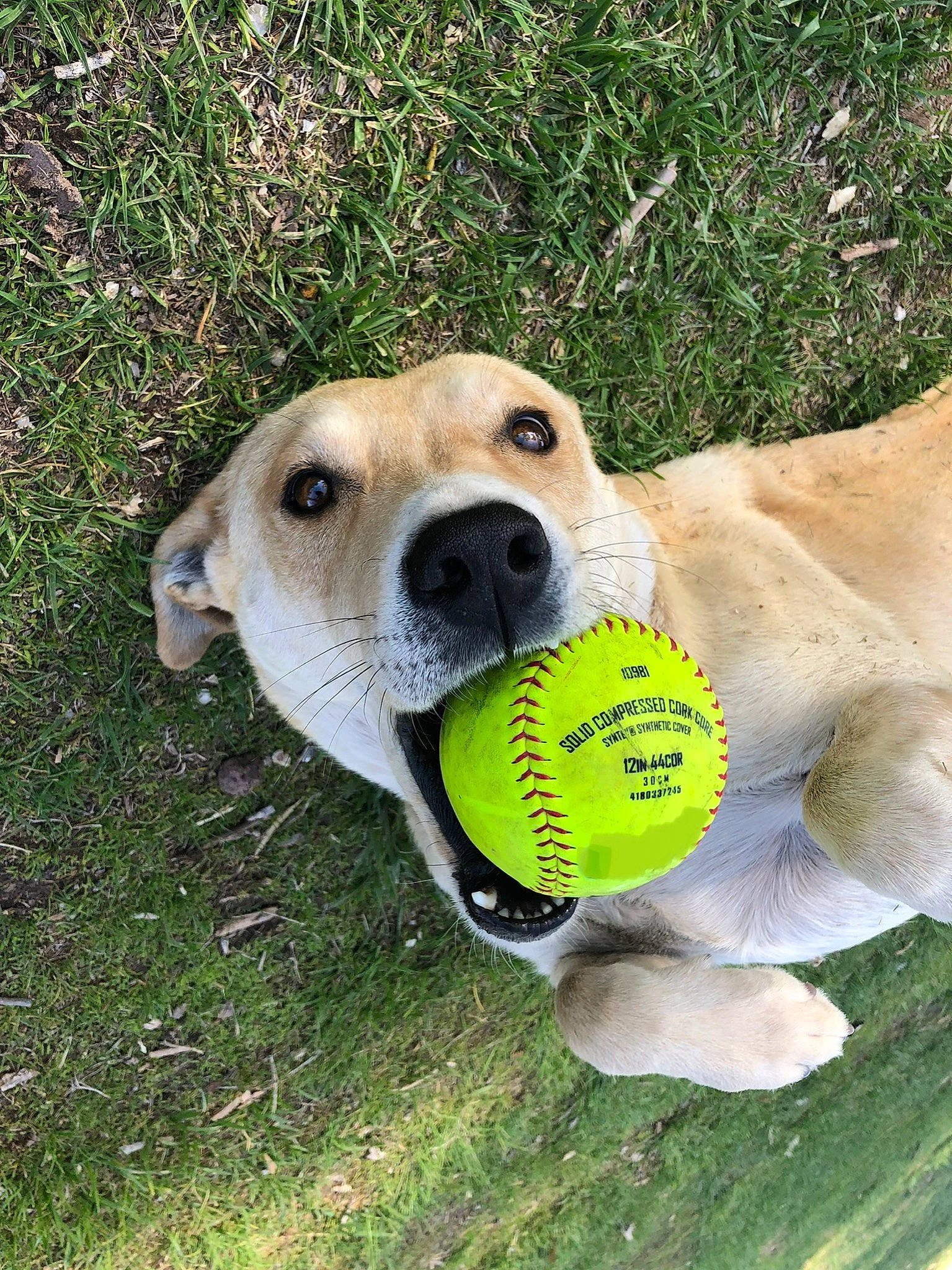 David joined the competition — help win amazing prizes! ball, canidae, carnivore, collar, companion_dog, dog, dog_breed, dog_collar, dog_supply, fawn, football, grass, plant, snout, soccer_ball, sporting_group, sports_equipment, sports_toy, terrestrial_animal, whiskers