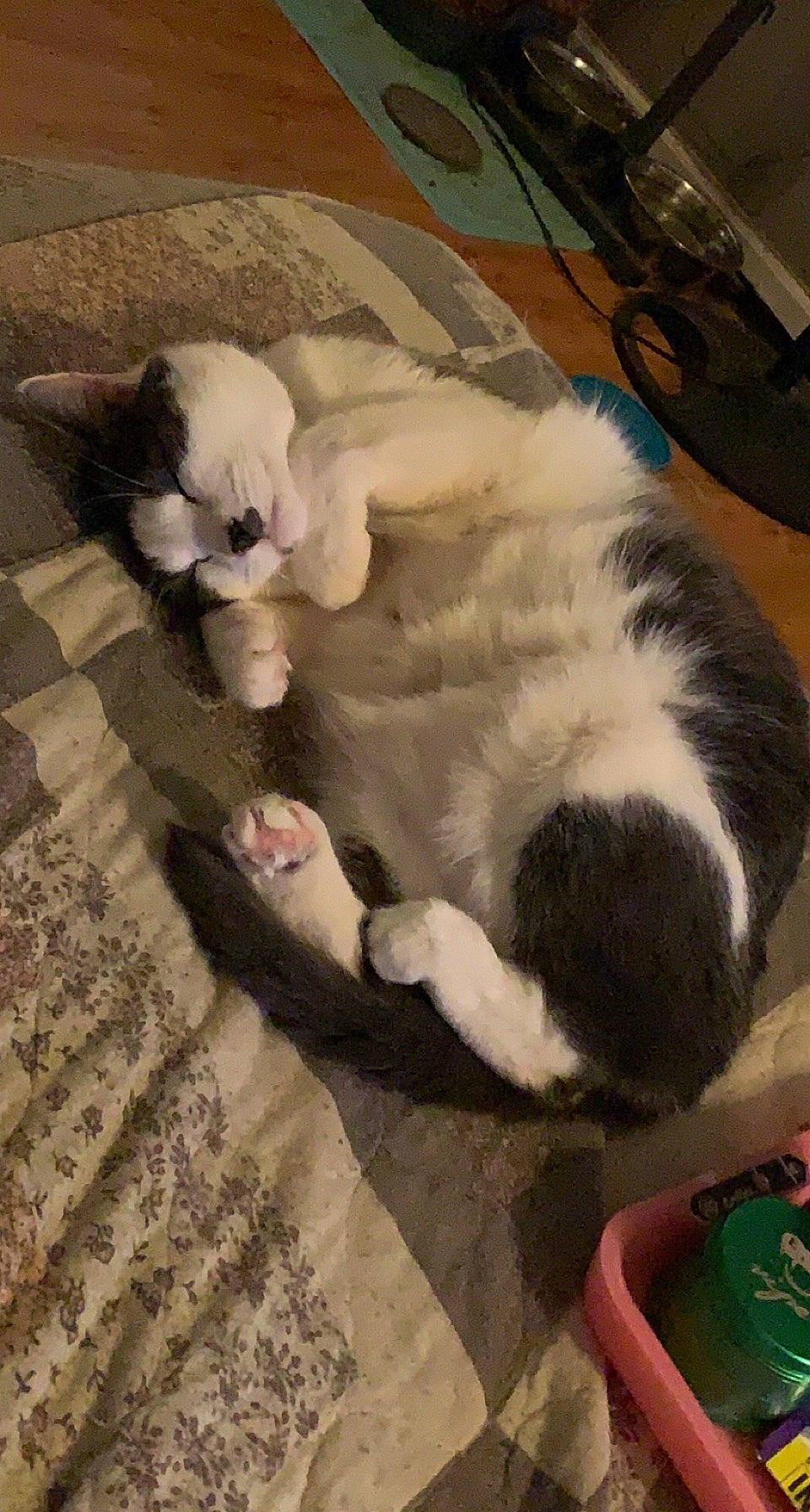 Amara joined the competition — help win amazing prizes! canidae, carnivore, cat, cat_bed, comfort, companion_dog, dog_breed, fawn, felidae, flooring, foot, fur, hardwood, nap, paw, small_to_medium_sized_cats, sporting_group, tail, terrestrial_animal, whiskers