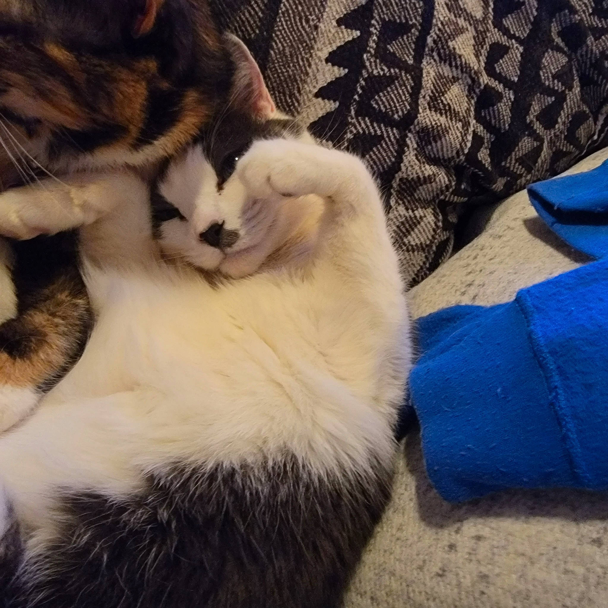 Amara joined the competition — help win amazing prizes! beer, canidae, carnivore, cat, claw, cloud, comfort, companion_dog, domestic_short_haired_cat, felidae, fur, lap, metal, nap, paw, sky, small_to_medium_sized_cats, snout, tail, whiskers