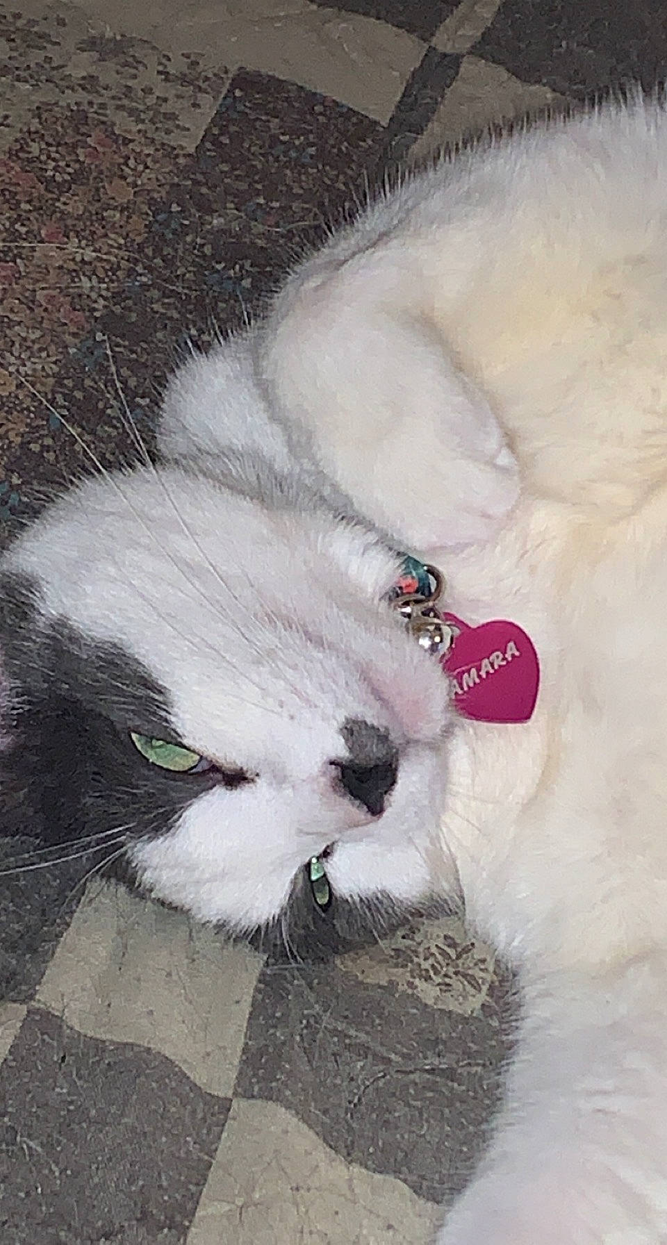 Amara is registered to the contest to win money with this photo: canidae, carnivore, cat, claw, collar, companion_dog, dog_breed, domestic_short_haired_cat, fang, fawn, felidae, foot, fur, paw, small_to_medium_sized_cats, snout, sporting_group, tail, terrestrial_animal, whiskers