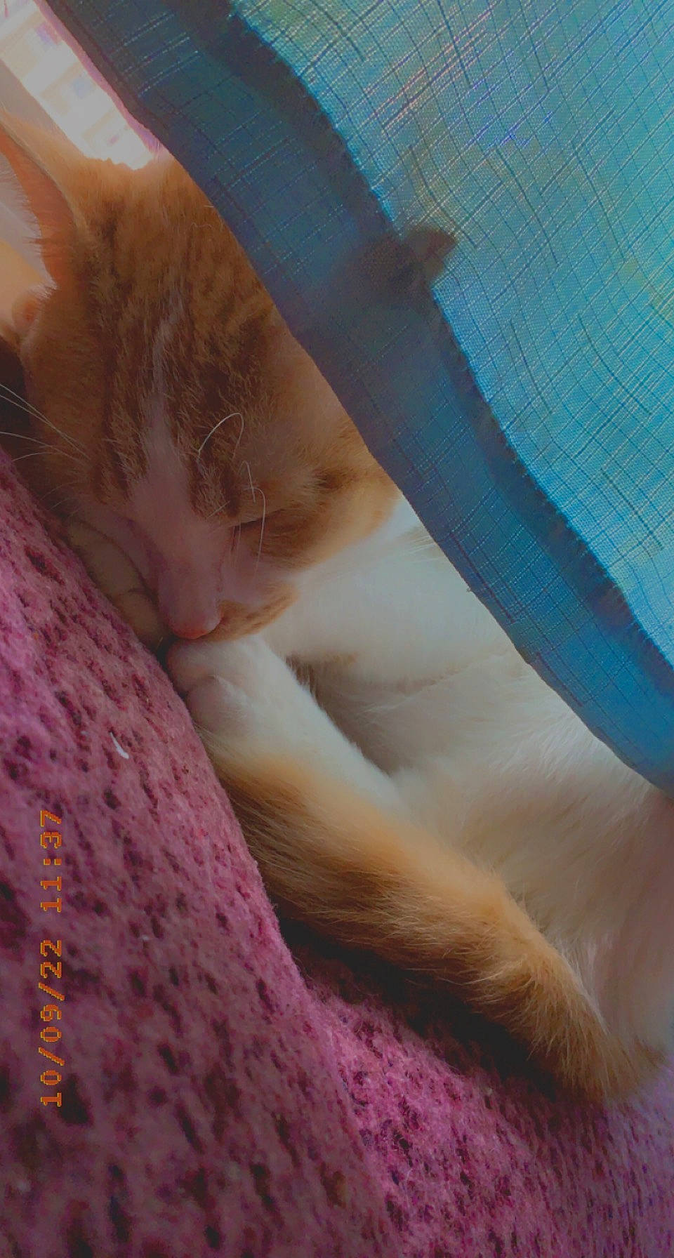 Kenny is registered to the contest to win money with this photo: carnivore, cat, claw, comfort, domestic_short_haired_cat, fawn, felidae, foot, fur, human_leg, linens, magenta, nap, paw, peach, small_to_medium_sized_cats, tail, terrestrial_animal, whiskers