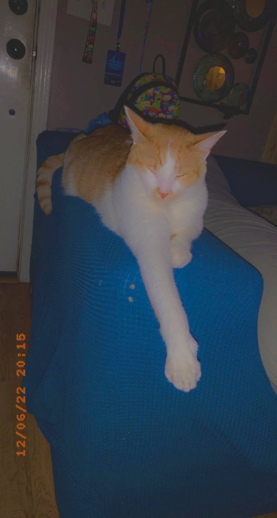 Kenny is registered to the contest to win money with this photo: carnivore, cat, domestic_short_haired_cat, ear, electric_blue, fawn, felidae, flooring, fur, lap, paw, small_to_medium_sized_cats, snout, tail, whiskers