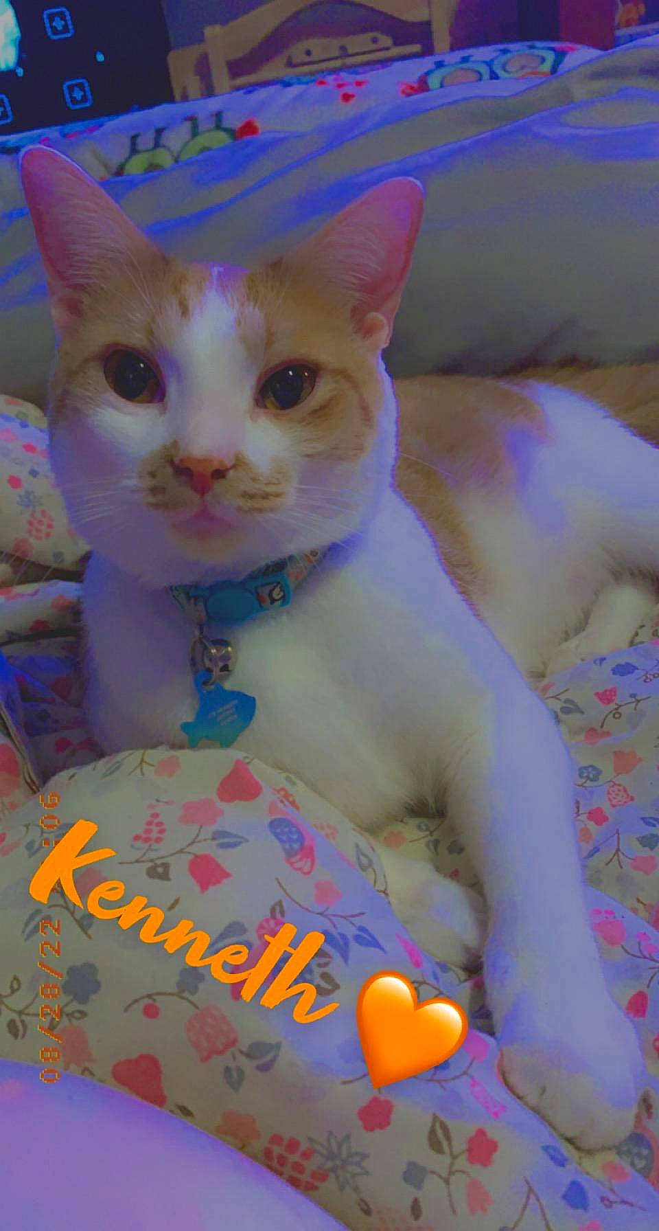 Kenny joined the competition — help win amazing prizes! carnivore, cat, cat_supply, chest, domestic_short_haired_cat, fawn, felidae, fur, pattern, paw, pet_supply, pink, small_to_medium_sized_cats, tail, whiskers