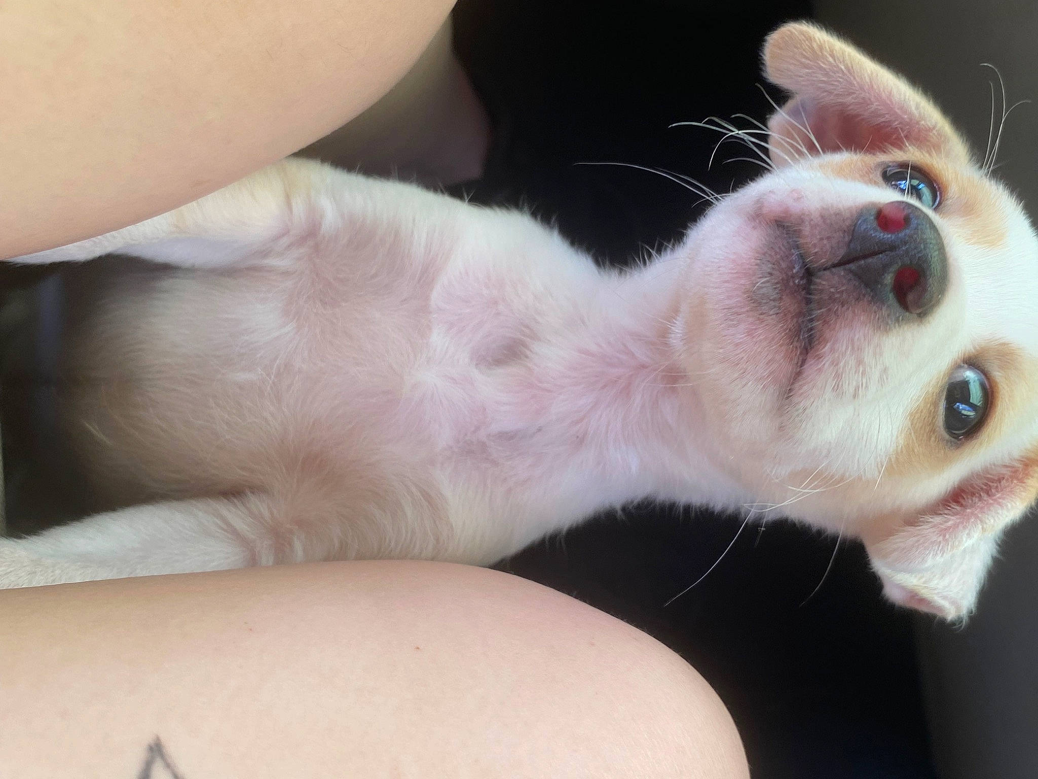 Meko joined the competition — help win amazing prizes! carnivore, cat, comfort, companion_dog, dog, dog_breed, ear, eye, eyelash, fawn, felidae, fur, gesture, nail, paw, scottish_fold, small_to_medium_sized_cats, snout, terrestrial_animal, whiskers