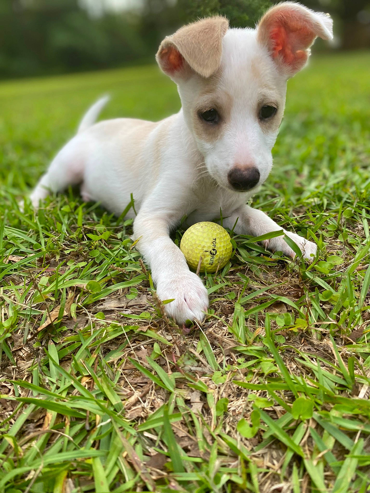 Meko is registered to the contest to win money with this photo: ball, carnivore, companion_dog, dog, dog_breed, dog_toy, fawn, football, grass, grassland, groundcover, lawn, pasture, soccer_ball, sports_equipment, tail, tennis_ball, terrestrial_animal, toy_dog, working_animal