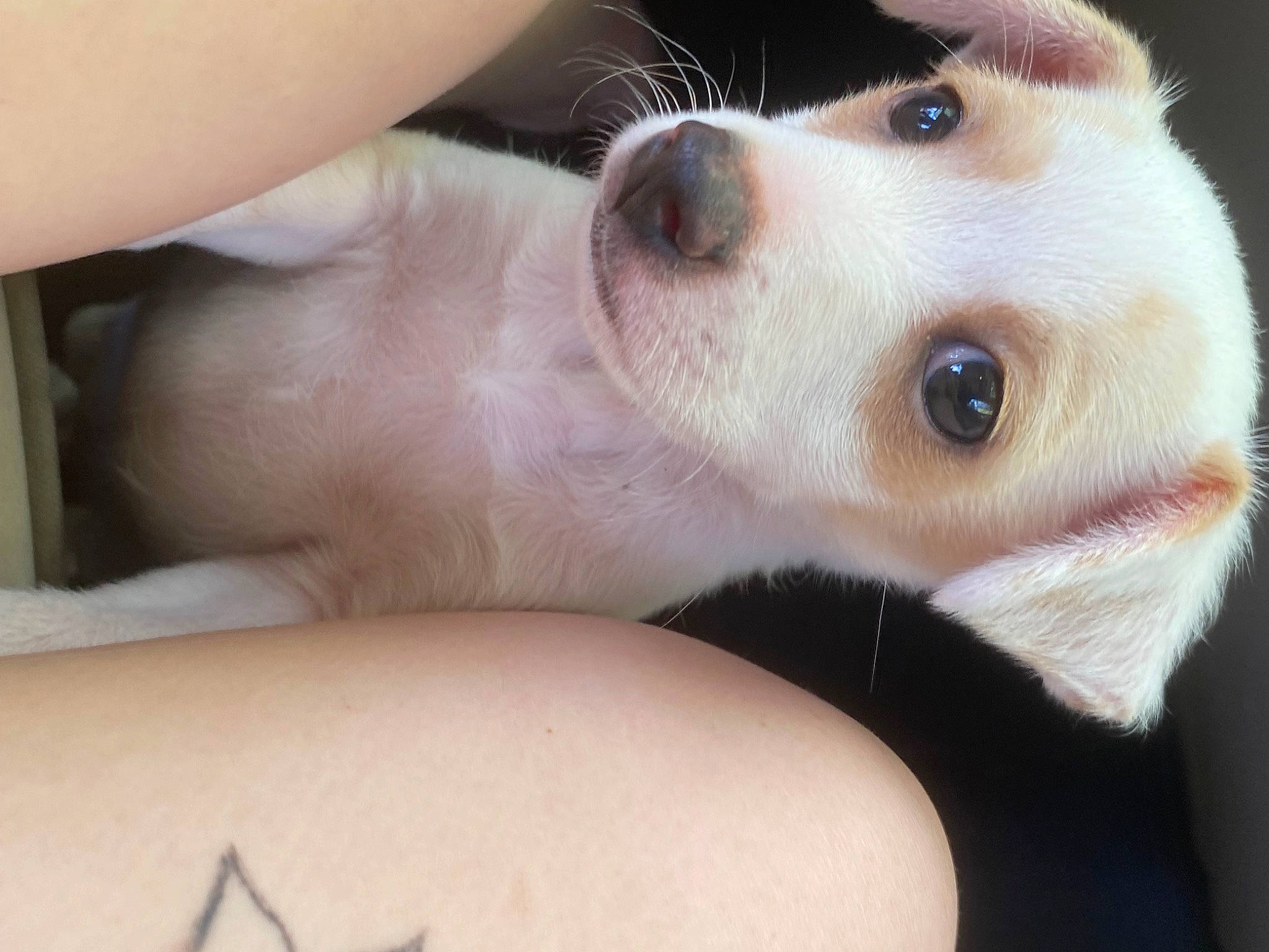 Meko joined the competition — help win amazing prizes! canidae, carnivore, companion_dog, dog, dog_breed, ear, eyelash, fawn, fur, non_sporting_group, paw, puppy, snout, sporting_group, whiskers, working_animal