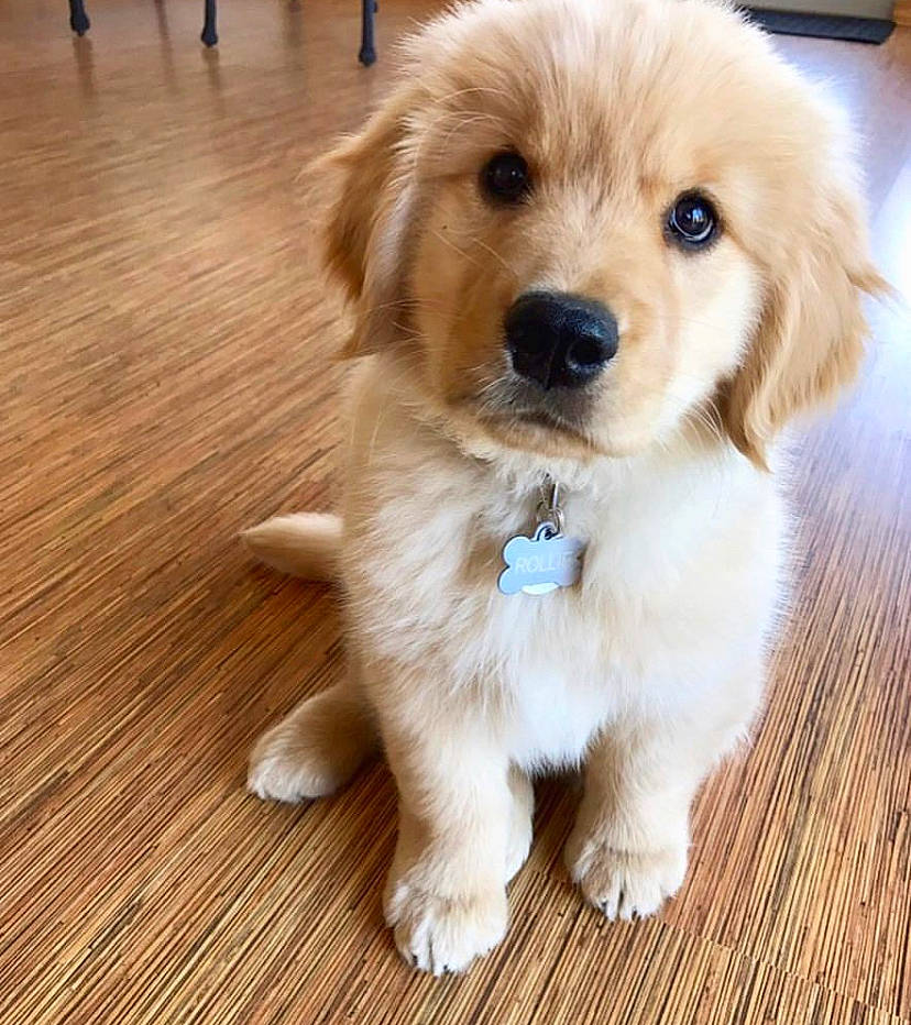 Bella joined the competition — help win amazing prizes! ancient_dog_breeds, canidae, carnivore, companion_dog, dog, dog_breed, fawn, golden_retriever, mammal, nose, paw, puppy, puppy_love, rare_breed_dog, retriever, small_greek_domestic_dog, snout, sporting_group, vertebrate, whiskers