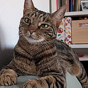 Hippolyte participe au concours pour gagner de l'argent avec cette photo : tabby_cat, cat, pet, feline, green_eyes, whiskers, paws, fur, indoor, couch, home, shelf, books, storage_box, relaxed, close_up, animal, resting, domestic, cute