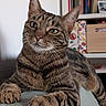 tabby_cat, cat, pet, feline, green_eyes, whiskers, paws, fur, indoor, couch, home, shelf, books, storage_box, relaxed, close_up, animal, resting, domestic, cute