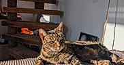 Hippolyte a rejoint le concours — aidez-le/la à gagner de superbes lots ! cat, tabby, pet, sunlight, cushion, sofa, indoor, wooden_stairs, shadow, relaxed, feline, cozy, striped, animal, resting, home_interior, comfort, daylight, portrait, texture