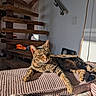 cat, tabby, pet, sunlight, cushion, sofa, indoor, wooden_stairs, shadow, relaxed, feline, cozy, striped, animal, resting, home_interior, comfort, daylight, portrait, texture