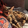 Hippolyte participe au concours pour gagner de l'argent avec cette photo : cat, tabby, feline, pet, animal, indoor, sunlight, blanket, resting, relaxed, fur, whiskers, closeup, warm, cozy, portrait, sleepy, comfortable, soft, striped