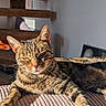 Hippolyte participe au concours pour gagner de l'argent avec cette photo : cat, tabby, pet, animal, feline, indoor, sunlight, cushion, resting, relaxed, fur, whiskers, ears, stairs, shadow, home, cozy, portrait, expression, striped