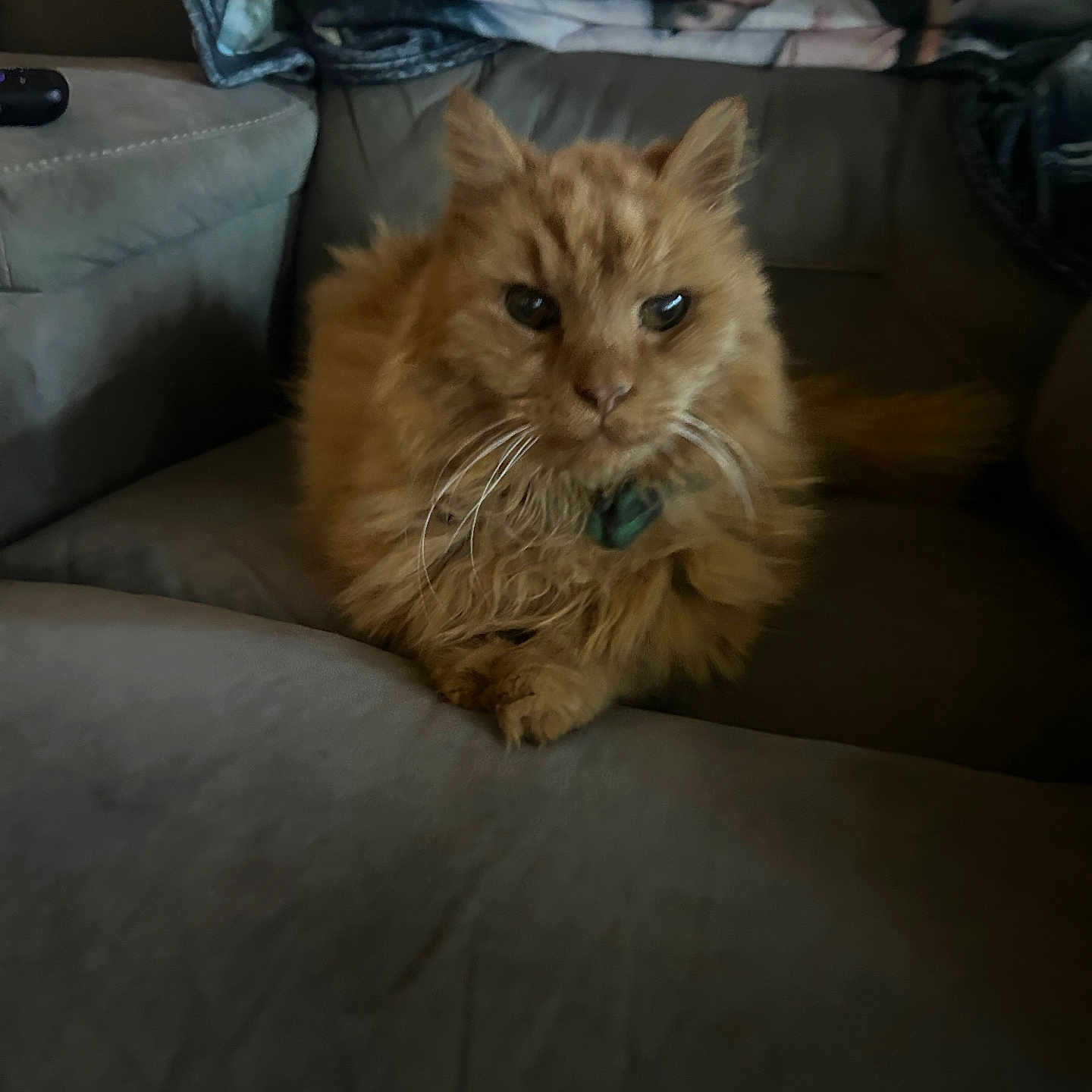 Garfield is registered to the contest to win money with this photo: animal, blanket, cat, closeup, couch, cozy, domestic_animal, eyes, face, feline, fur, furniture, home, indoor, mammal, orange_cat, pet, relaxed, resting, whiskers