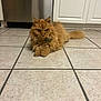 Garfield is registered to the contest to win money with this photo: cat, orange_cat, fluffy, pet, indoor, kitchen, tile_floor, animal, feline, laying_down, fur, whiskers, ears, tail, domestic_animal, home, cabinet, appliance, floor, relaxed