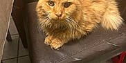 Garfield joined the competition — help win amazing prizes! cat, orange_cat, fluffy, chair, brown_chair, leather, indoor, tile_floor, pet, animal, feline, whiskers, sitting, curious, fur, paw, domestic, cute, relaxed, closeup