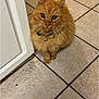 Garfield is registered to the contest to win money with this photo: cat, orange_cat, fluffy, pet, indoor, floor, tile_floor, collar, bell, door, curious, sitting, animal, feline, whiskers, ears, eyes, domestic_cat, cute, fur