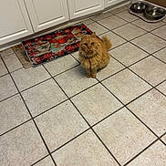 Garfield joined the competition — help win amazing prizes! cat, orange_cat, fluffy, pet, kitchen, tile_floor, mat, feeding_bowl, curious, indoor, domestic_animal, feline, animal, floor, cabinet, collar, fur, whiskers, ears, tail